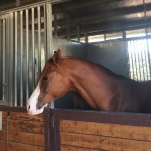 misting systems Phoenix for horse yard