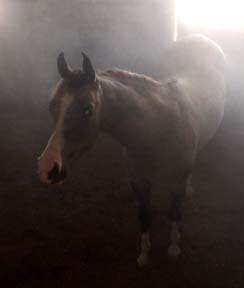 horse stall misting system-and-Cooling